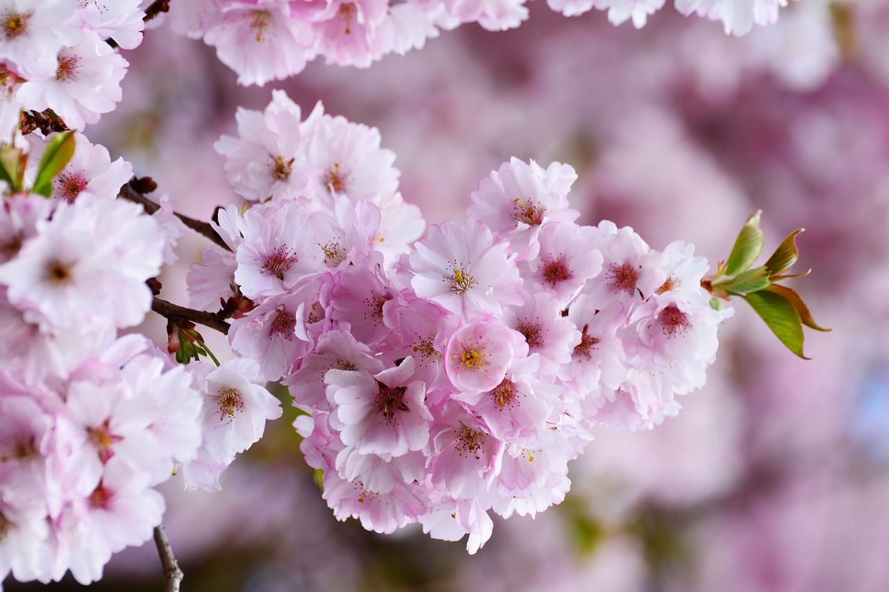 cherry blossoms, japanese cherry, tree blossoms-3327498.jpg